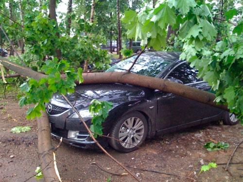 Что делать если дерево упало на автомобиль